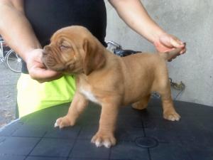 dog de bordeaux