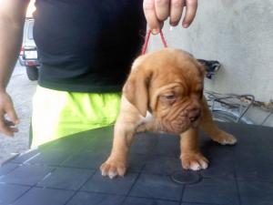 dog de bordeaux