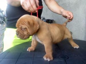 dog de bordeaux