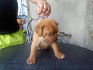 dog de bordeaux