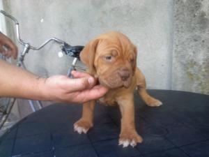dog de bordeaux