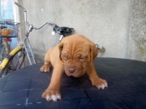 dog de bordeaux