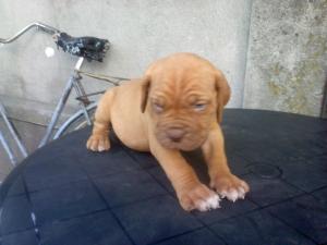 dog de bordeaux