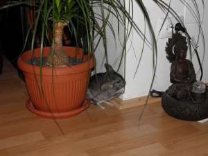 donez baietel chinchilla