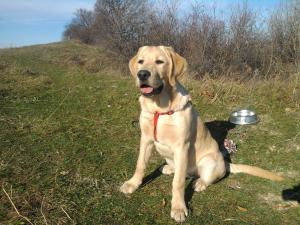 ofer pentru monta labrador retriever auriu