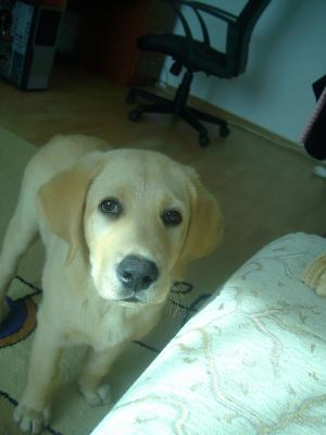 ofer pentru monta labrador retriever auriu