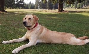 ofer pentru monta labrador retriever auriu