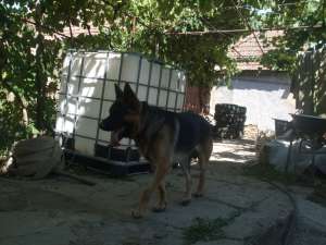 mascul ciobanesc german monta