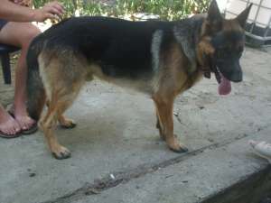 mascul ciobanesc german monta