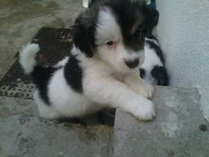 VAND PUI BICHON HAVANEZ 300  lei