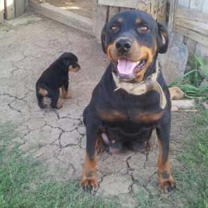 Vand Rottweiler