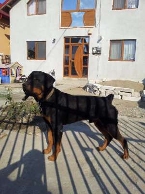 Vand Rottweiler