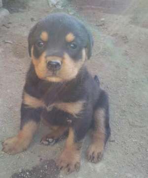 Vand Rottweiler