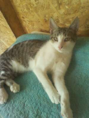 caut camin urgent!