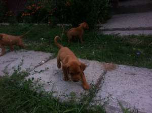 vand urgent catei rasa vizsla maghiara