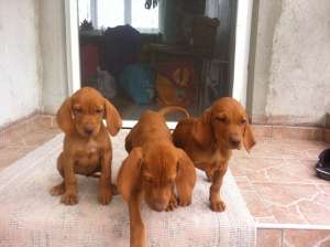 vand urgent catei rasa vizsla maghiara