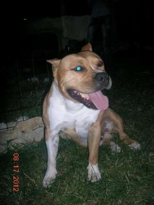 puiuti amstaff deosebiti
