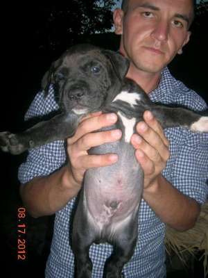 puiuti amstaff deosebiti