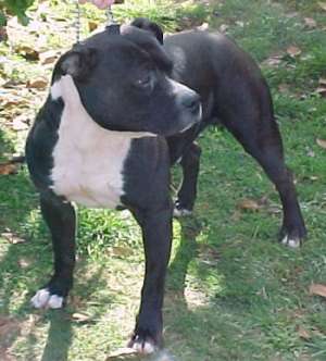 puiuti amstaff deosebiti