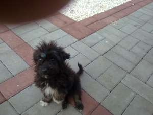 donez catel talie mica