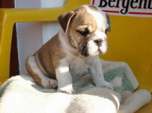 bulldog englez