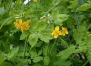Plante medicinale