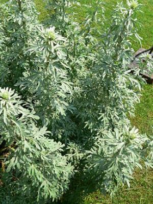 Plante medicinale