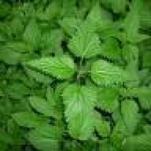 Plante medicinale