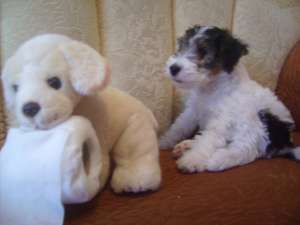 Vand catei fox terrier