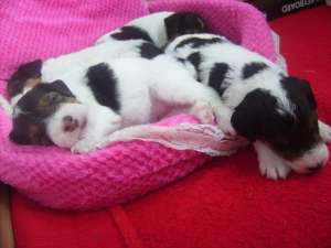 Vand catei fox terrier