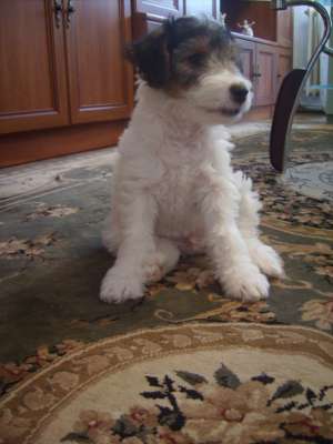 Vand catei fox terrier