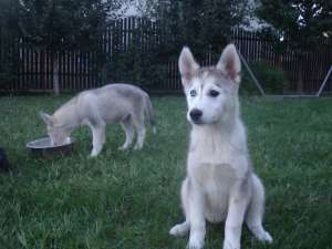 Pui Husky 450 lei