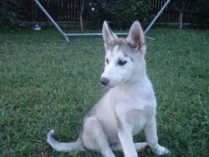 Pui Husky 450 lei