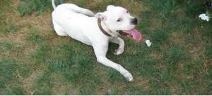 Vand pui amstaff