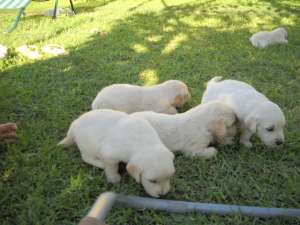 Pui Golden Retriever superbi