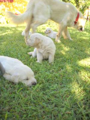 Pui Golden Retriever superbi
