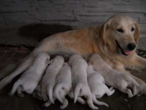 Pui Golden Retriever superbi