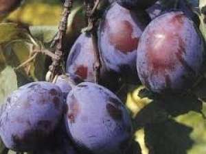 PRUNE BIO (DIN LIVADĂ NESTROPITĂ)
