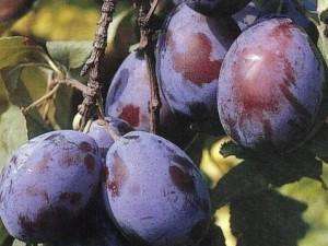 PRUNE BIO (DIN LIVADĂ NESTROPITĂ)