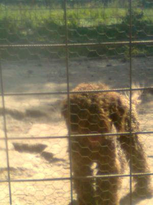 VAND CATEI LAGOTTO ROMAGNOLO TENTRU TRUFE