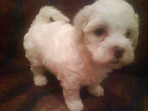 Pui Bichon Maltez Oferta
