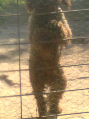 VAND CATEI LAGOTTO ROMAGNOLO TENTRU TRUFE