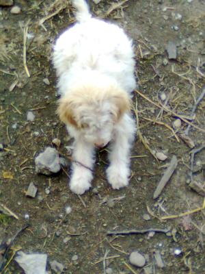 VAND CATEI LAGOTTO ROMAGNOLO TENTRU TRUFE
