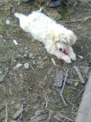 VAND CATEI LAGOTTO ROMAGNOLO TENTRU TRUFE