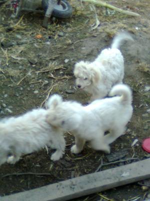 VAND CATEI LAGOTTO ROMAGNOLO TENTRU TRUFE