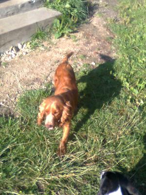 VAND CATEI LAGOTTO ROMAGNOLO TENTRU TRUFE