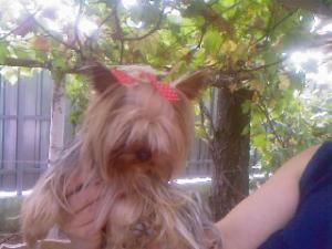 Vand urgent yorkshire terrier toy minuscul