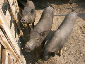 Porci vietnamezi