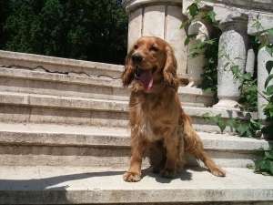 Ofer spre monta Cocker Spaniel auriu !