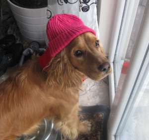 Ofer spre monta Cocker Spaniel auriu !